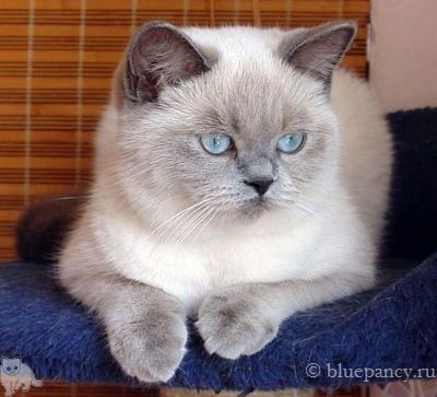 Blue point British shorthair cat Thais g. Softcat, age 7 months