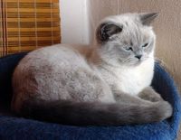 Blue point British shorthair cat Thais g. Softcat