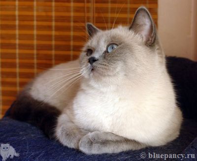 Blue point British shorthair cat Thais g. Softcat, age 2.5 years