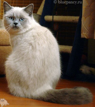 Blue point British shorthair cat Thais g. Softcat, age 9 months