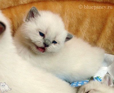 Blue point British shorthair cat Thais g. Softcat, age 3.5 weeks