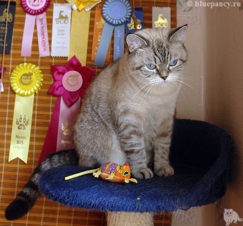 Seal lynx point British shorthair cat Royal Blue b. Soft Shine, age 3 years and 11 months