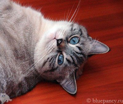 Seal lynx point British shorthair cat Royal Blue b. Soft Shine, age 2 years and 8 months